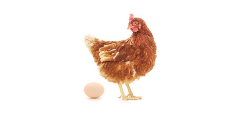 When Do Chickens Start Laying Eggs?