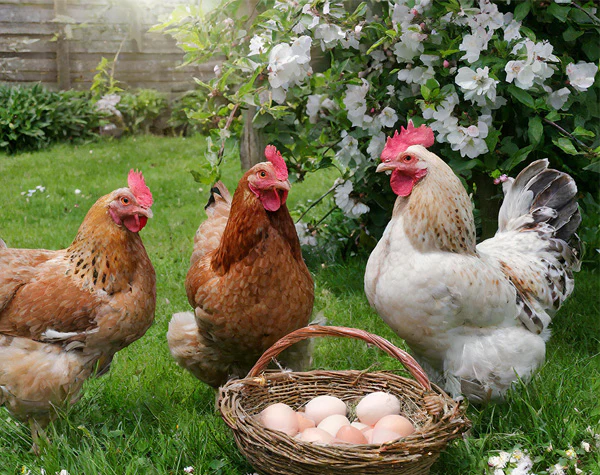 chicken eggs