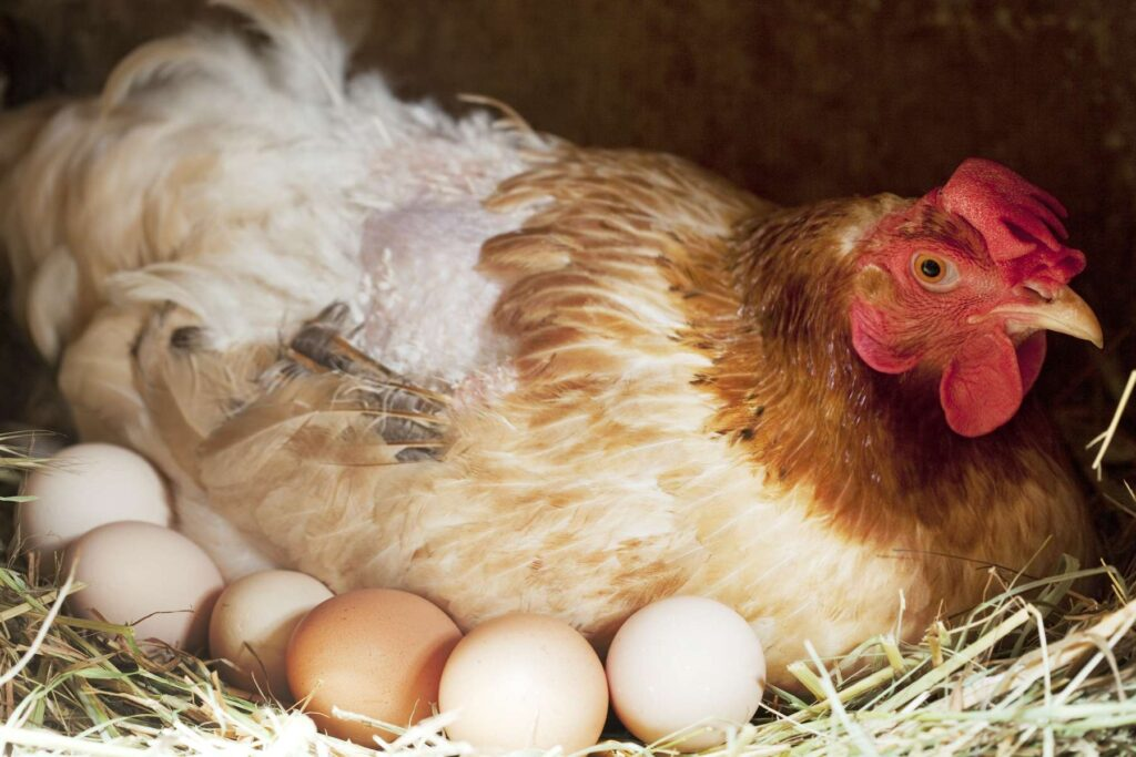 desi eggs