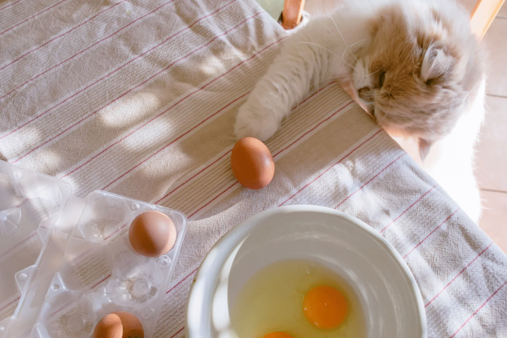 cat eat eggs